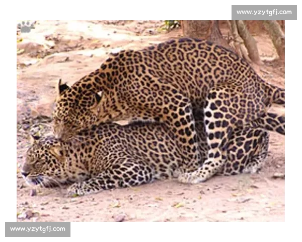 美洲虎对决非洲狮子谁才是陆地顶级猛兽之王深度解析全面实力对比